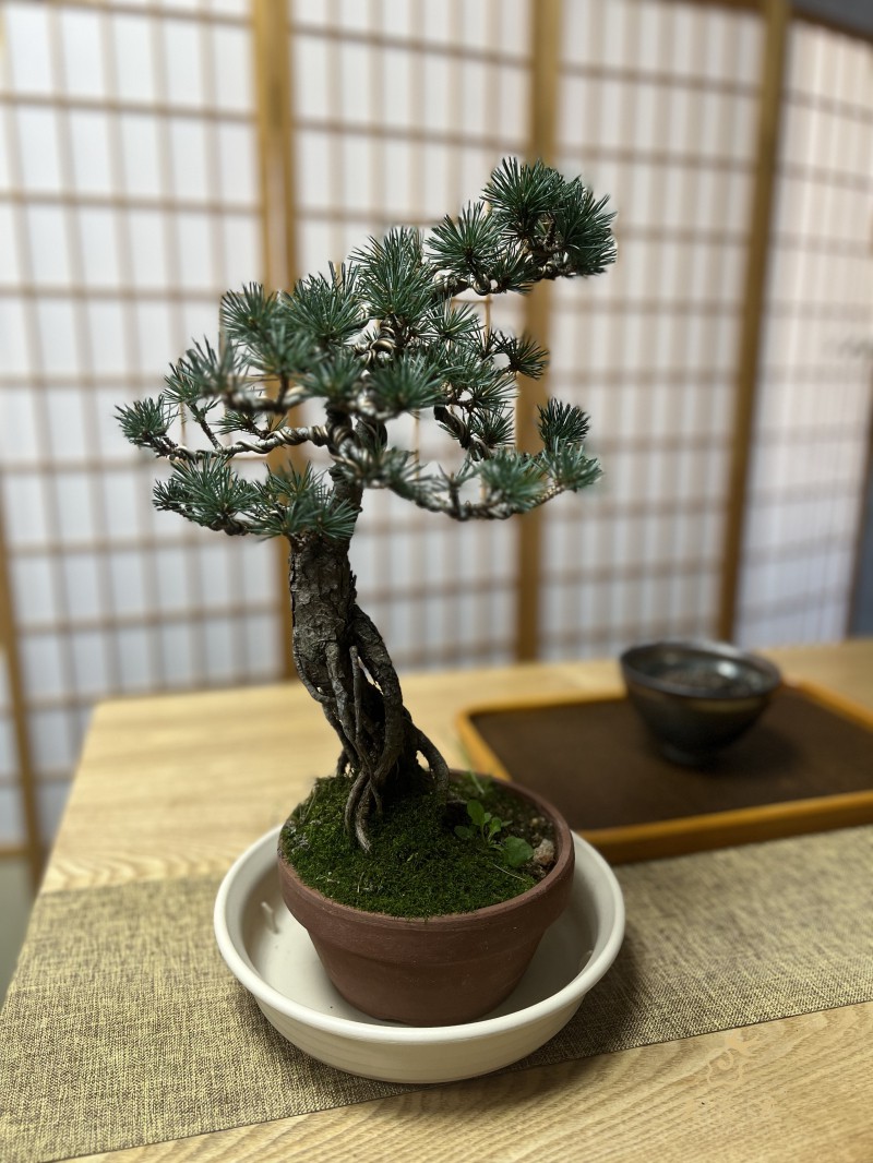 A090001.迎客松.jpg