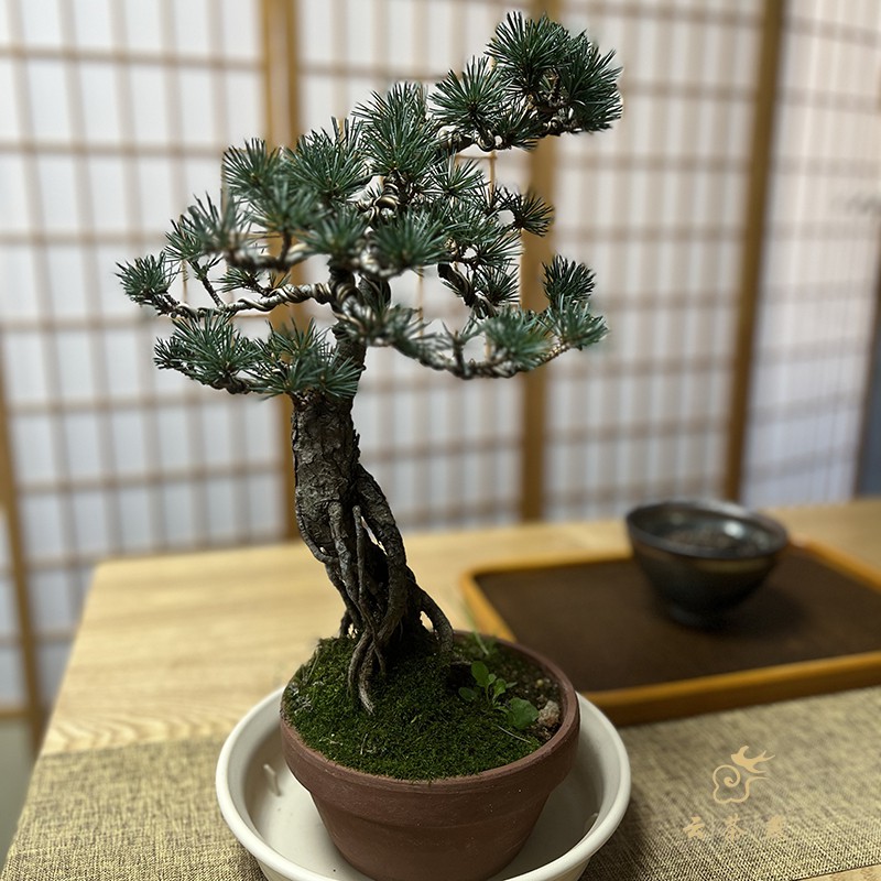 迎客松